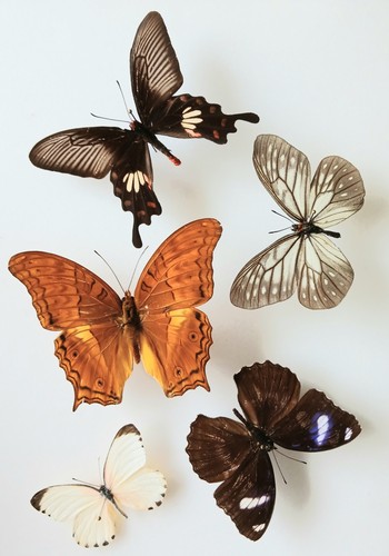Butterfly collection set x5 - ,