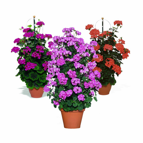 Rare climbing geranium - rare,