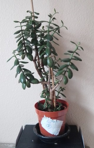Crassula ovata large - ovata,, money