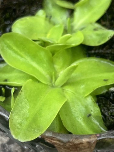 Pinguicula corsica - pinguicula, x