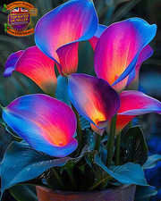 Calla Lily Plants for