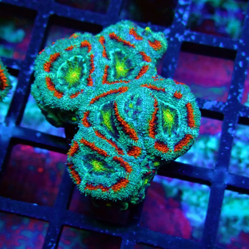 Wysiwyg acan lord - -, coral