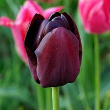 Tulip Queen Of Night Flower Bulbs