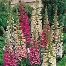 6 Dwarf Foxglove Digitalis