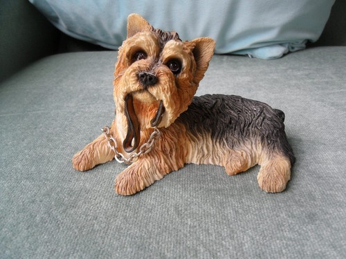 Yorkshire terrier with - with, lead