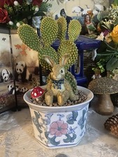 Large Cacti Houseplant