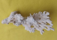 Large natural dead - large, coral