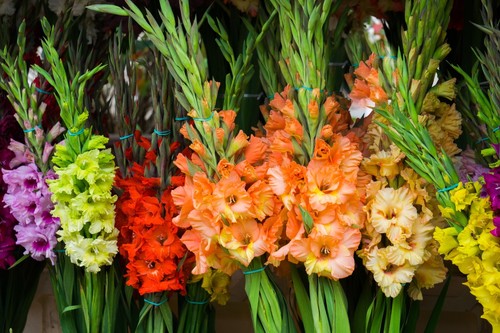 Mixed gladioli large - gladioli,
