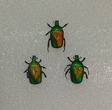 Flower Beetle Set Specimen