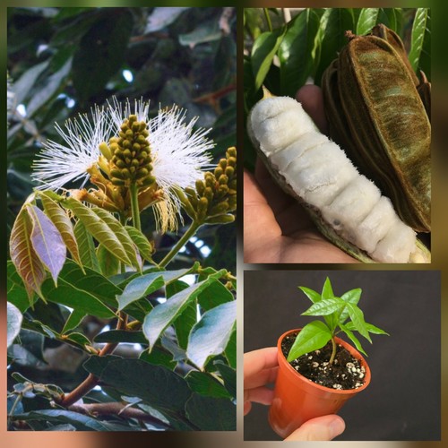 Ice cream bean - bean, tree