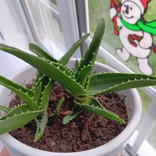 Indoor House/Office Aloe Arborescens Plants, Torch ALOE, Candelabra