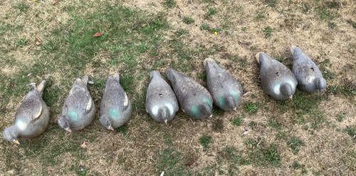 Pigeon decoys full - x,