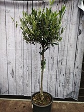 Standard Olive Tree Olea