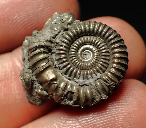 Crucilobiceras pyrite ammonite