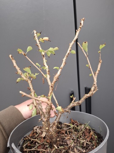 Prunus kojo mai bonsai tree - prunus,