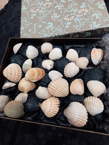 Assorted sizes cockle - 70,