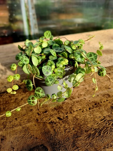 Peperomia prostrata string - peperomia,