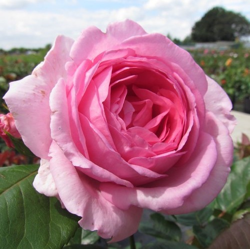 Millie 5lt potted hybrid - potted,