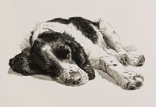 Sleeping Springer Spaniel