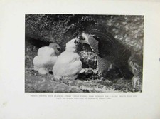 Original Old Antique Print Tiercel Feeding Feathers To Chicks