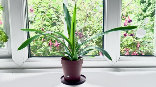 Yucca gigantea spineless young - gigantea,
