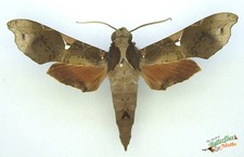 Callionima Pan Hawk Moth SET