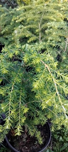 Hardy northern hemlock pine - hardy,