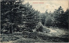 PC SURREY OXSHOTT WOODS ENGLAND (u4352)