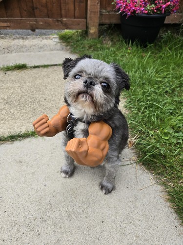 Pet hulk arms - costume, for