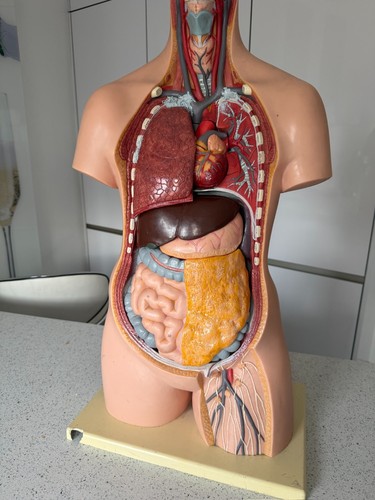 Vintage anatomical human torso - vintage,
