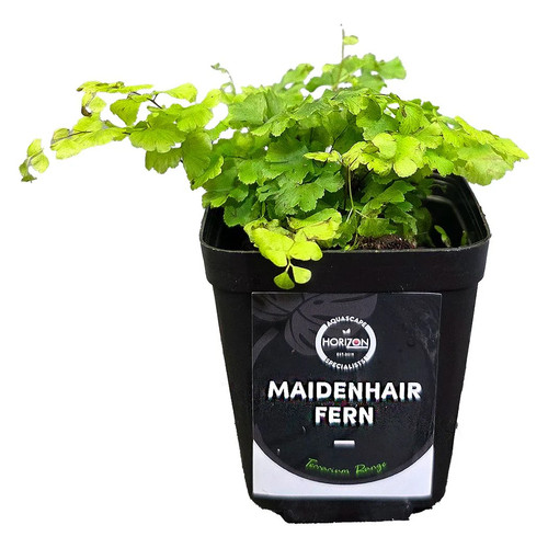 Maidenhair fern - maidenhair,