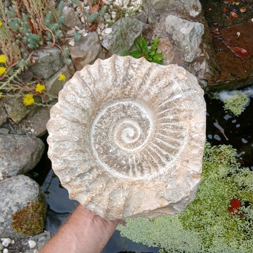 Large fossil ammonite 3kg - x, 8.3kg