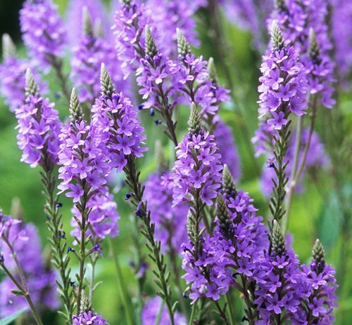 Verbena hastata blue - 6,