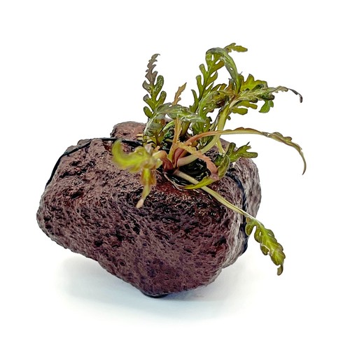 Small lava rock with - rock,