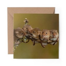 1 x Blank Greeting Card Field