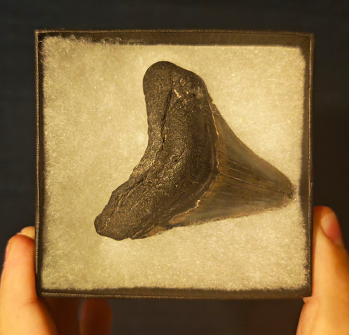 Megalodon shark tooth - shark, fossil