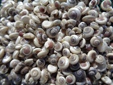 50g - BUTTON TOP BLACK PEARL