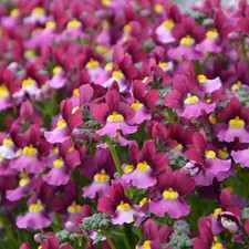 Nemesia boysenberry plug