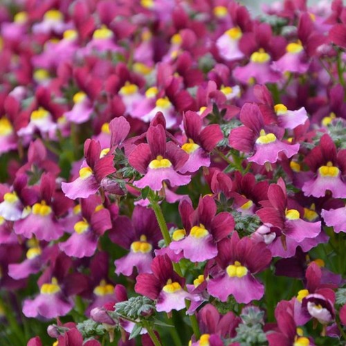 Nemesia boysenberry plug