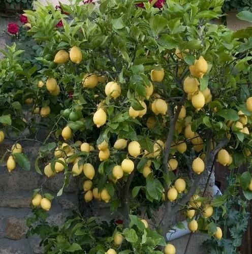 Live fruit tree lemon - tree,