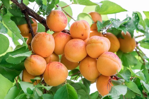 Mix patio fruit - patio,