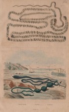 Asian tapeworm. Bonellia viridis (green spoonworm). Borlasia (ribbon worm) 1833