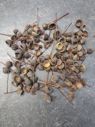 100 dried acorn caps - 100, from