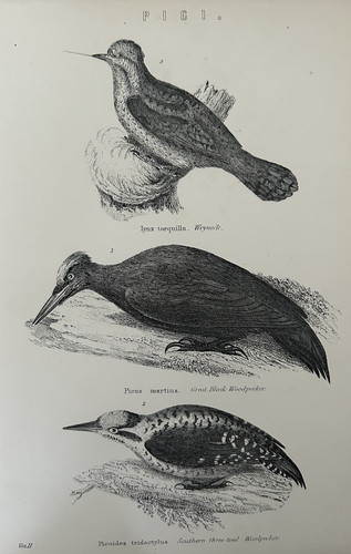 Antique print birds c1870s - print,