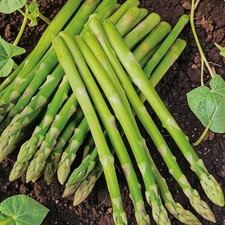 Asparagus Ariane F1 Vegetable