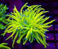 ULTRA HOLY GRAIL TORCH EUPHYLLIA -SINGLE HEAD/LPS/ FRAG/CORAL/MARINE