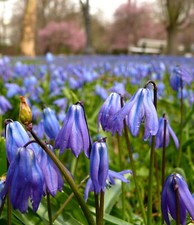 50 x SCILLA Siberica -
