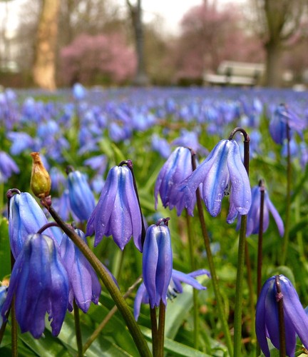 Scilla siberica - scilla,