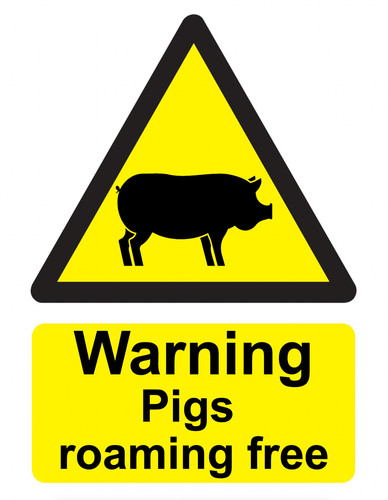 Warning pigs roaming - pigs,