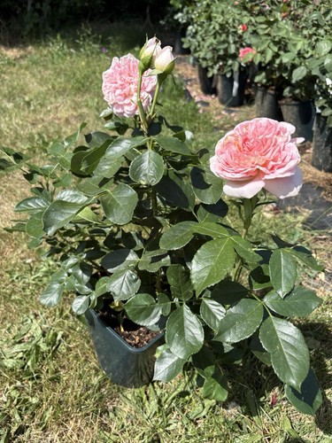Hybrid tea rose - hybrid, ‘pink